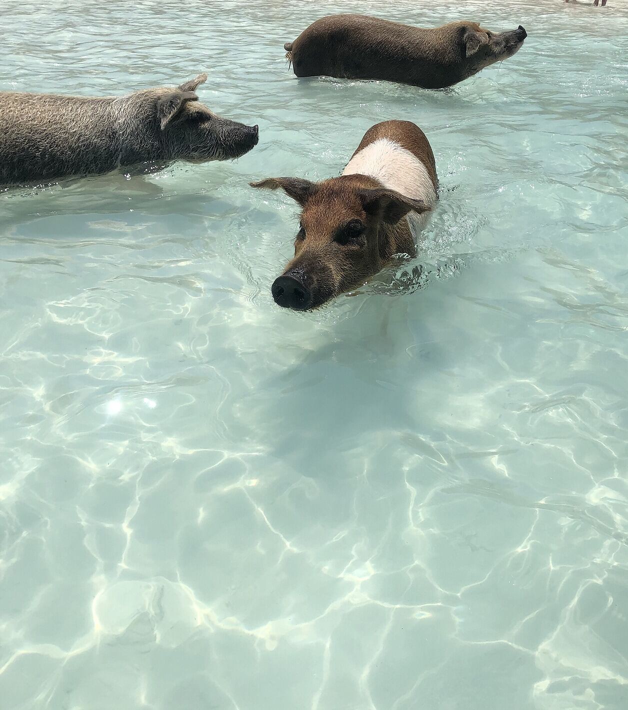 Pig standing in shallow water at Pig Beach, Exuma