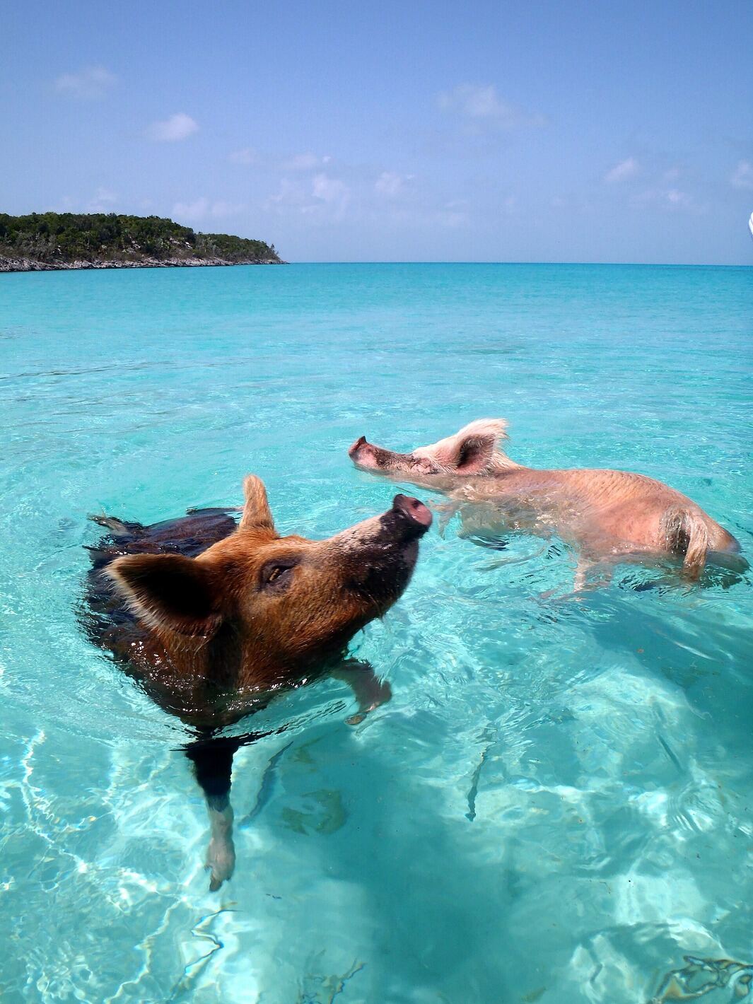 Close-up of a pig swimming near a boat at Pig Beach
