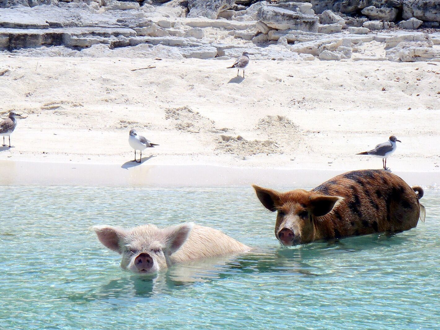 Pigs and gulls sharing the sand at Pig Beach