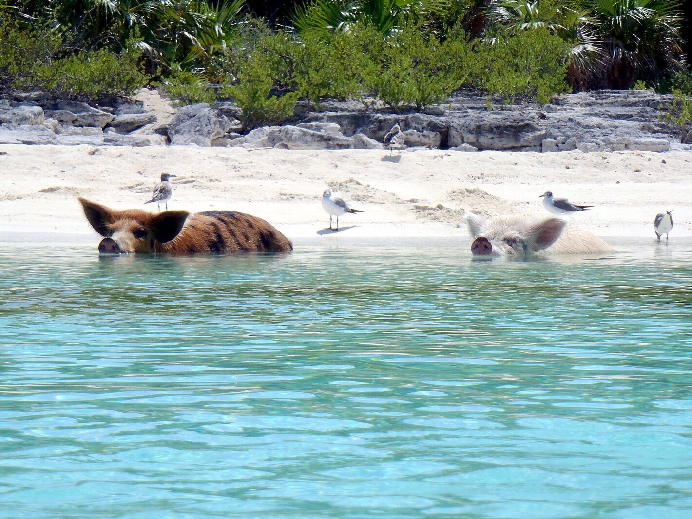 Pigs on the sand at Pig Beach, Big Major Cay, Exuma