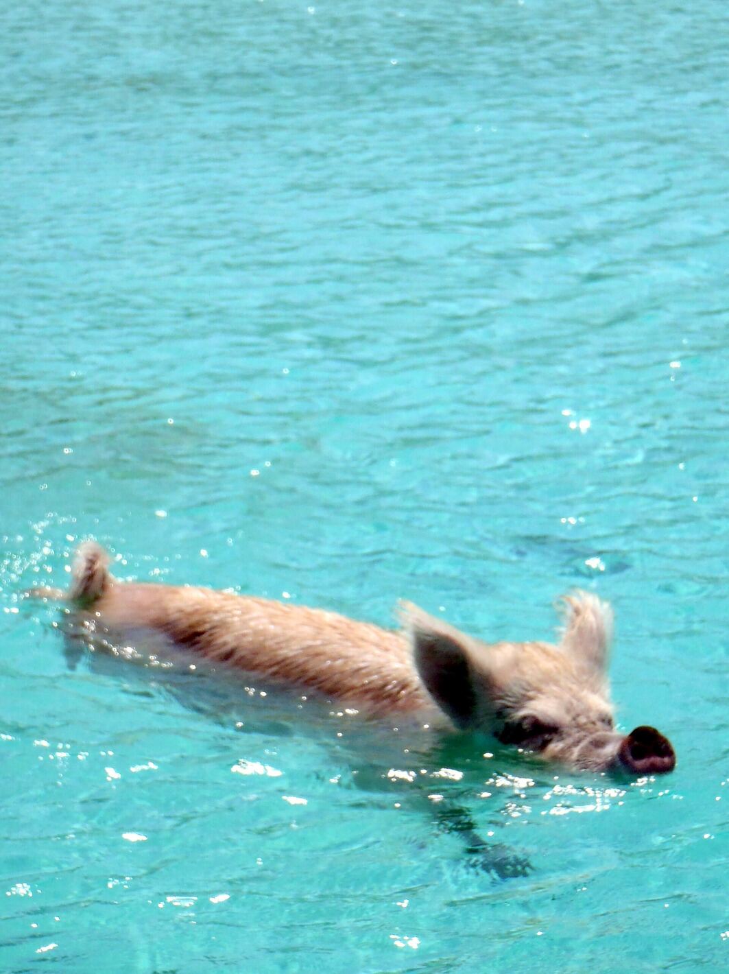 Pig swimming in the water off Big Major Cay