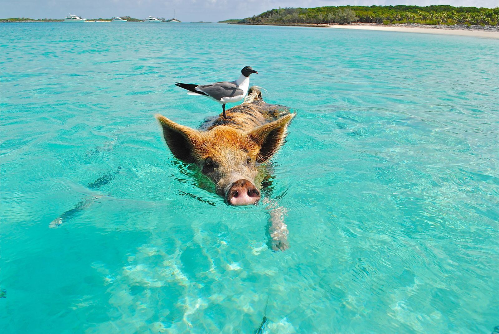 Pig swimming with a gull perched on its back near Staniel Cay